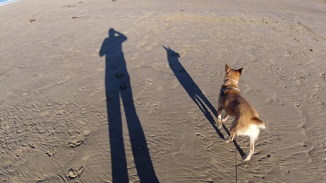 A tan dog on a leash walks over rippled sand at Pismo Beach while a long human shadow stretches across the frame, with no visible face.