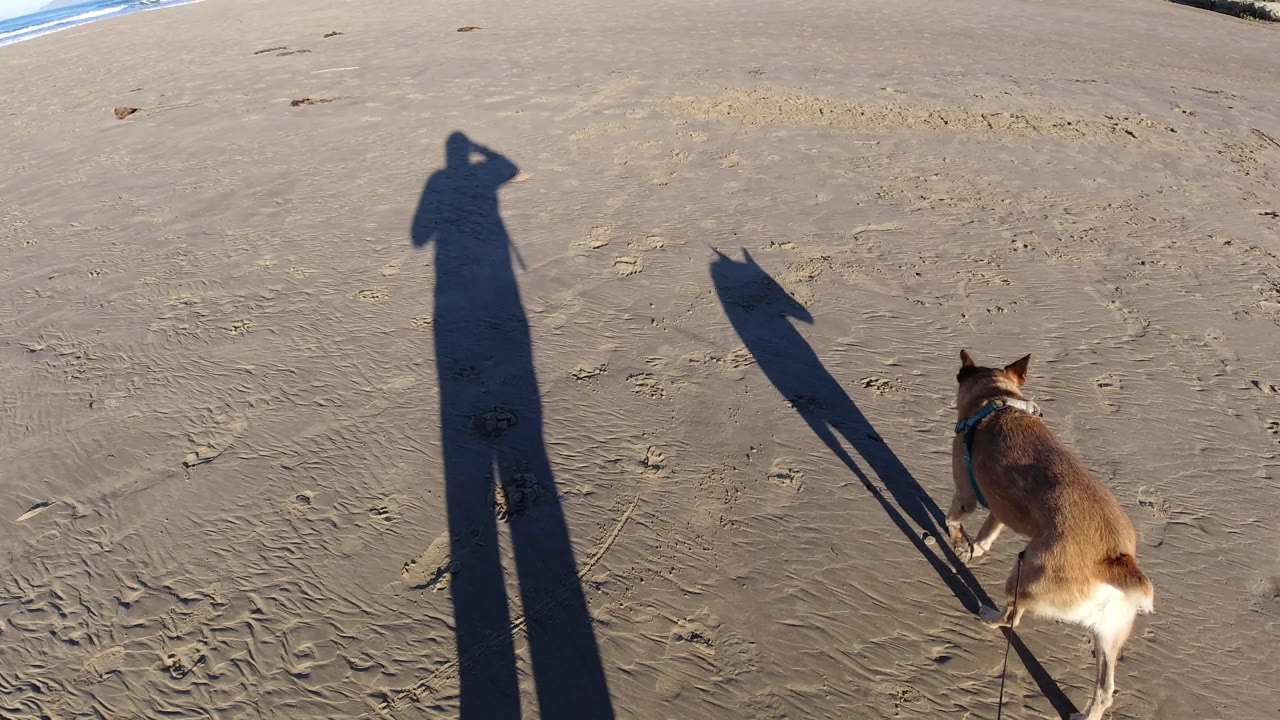 The dog moves near the right edge of the Pismo Beach frame as the person's long shadow remains centered on the wet sand and a small strip of surf appears at the top.