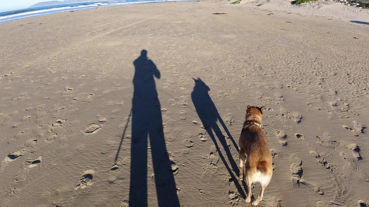 At Pismo Beach, the dog stays ahead on the sand as the tall operator shadow remains near the left and the dog's narrow shadow points across the beach.
