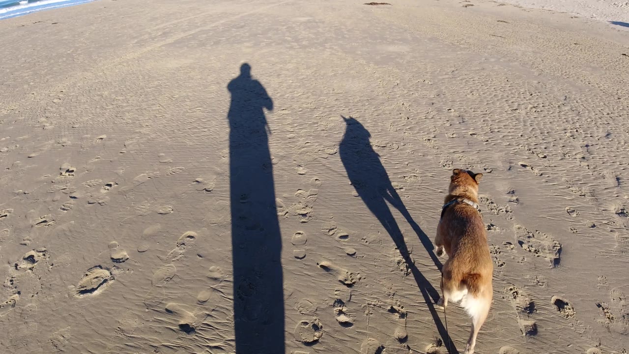 At Pismo Beach, the dog moves farther right in the frame while the operator shadow stands tall on the sand and a strip of surf remains visible at the top.
