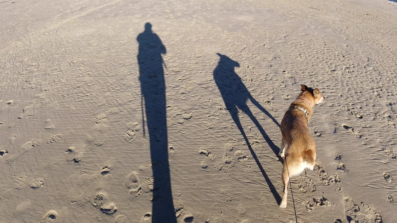 Dog on open beach sand with two long shadows nearby.