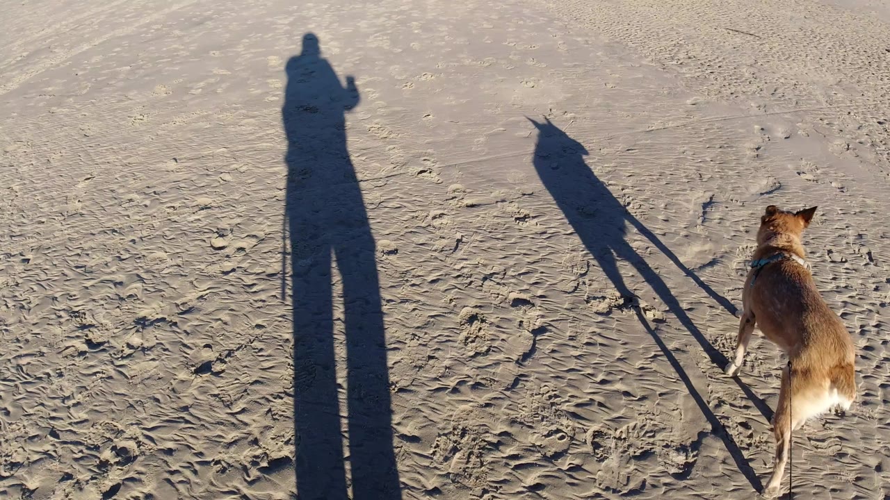 Leashed dog moving forward on beach sand with elongated shadows nearby.
