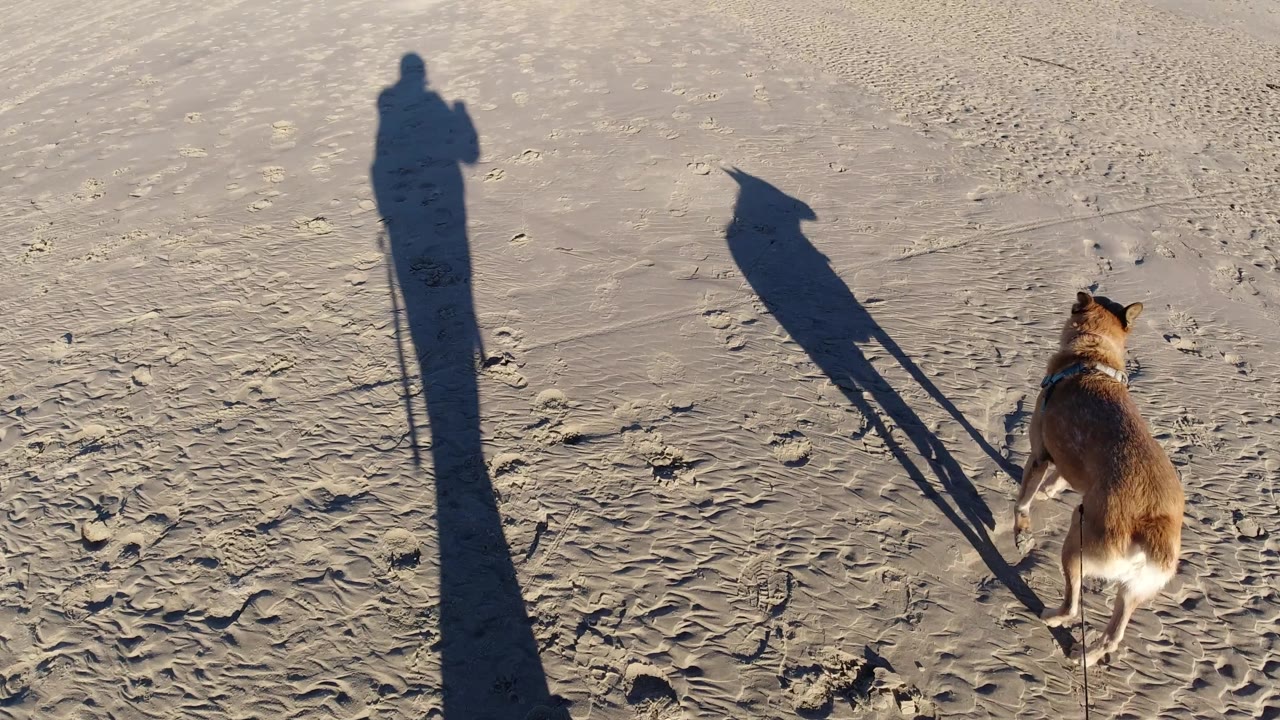 At 0:02 in Pismo Beach, the dog walks near the right edge of the frame as the handler's shadow remains tall on the left and the dog's shadow angles toward the center.
