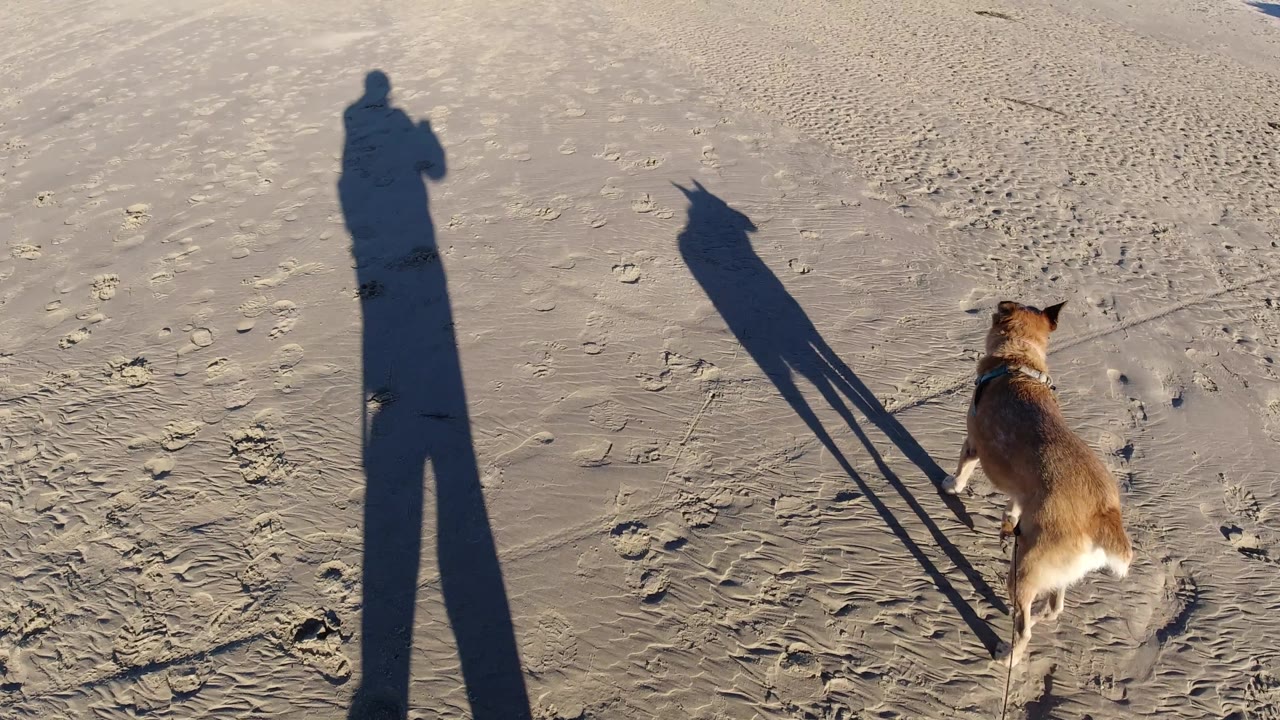 Dog and handler shadows crossing smoother beach sand.