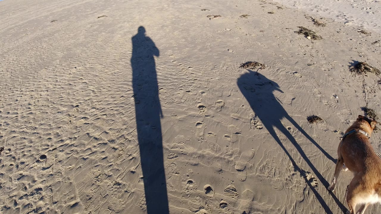 Leashed dog beside long shadows on sand.