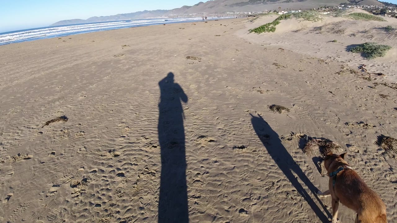 Pismo Beach shoreline from ground level, showing rippled wet sand, ocean waves to the left, dunes to the right, long shadows, and the dog edging along the lower right frame.