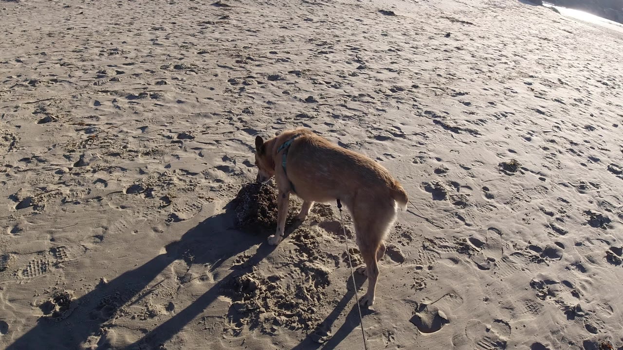 Brown short-tailed dog sniffing wet sand on a beach