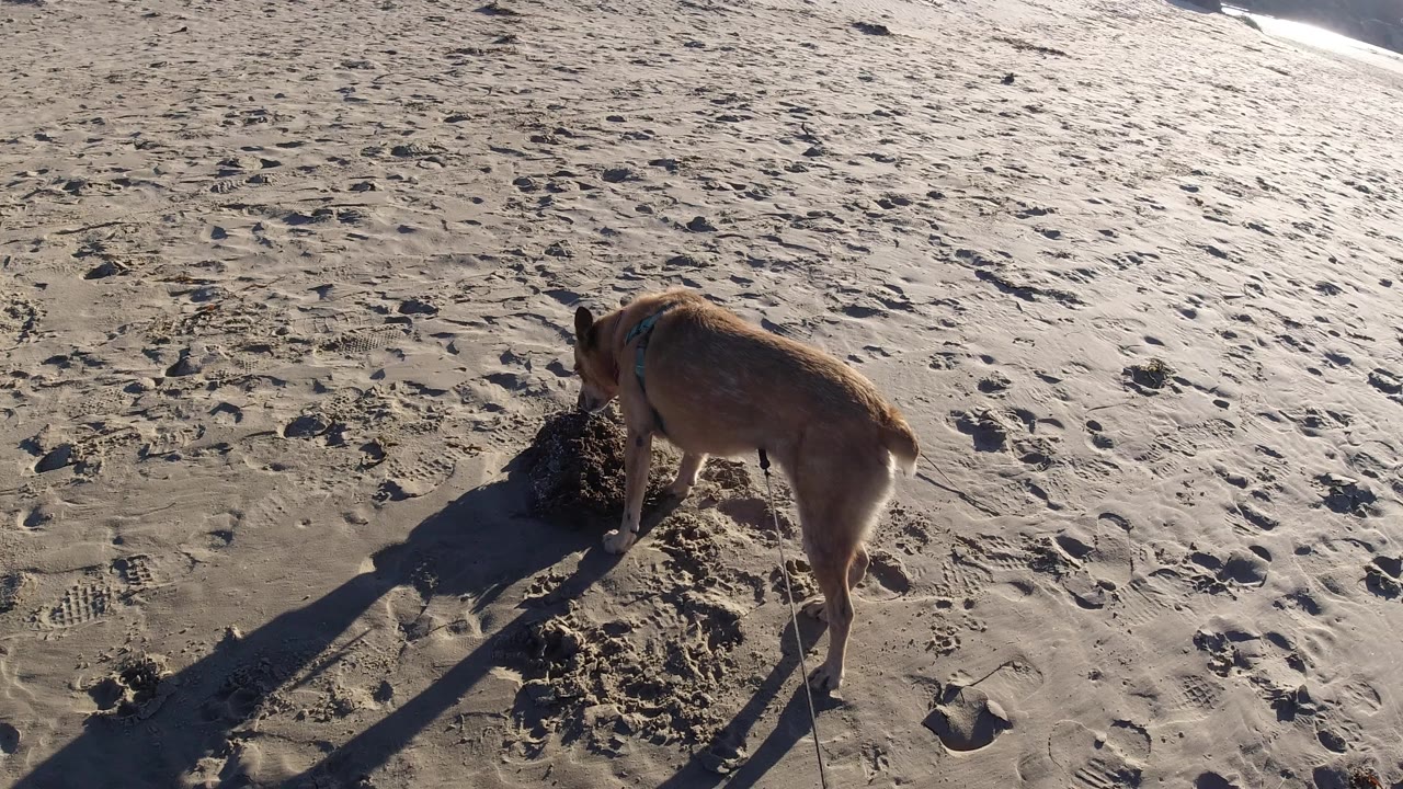A leashed brown dog keeps its nose down at a dark mound on wet Pismo Beach sand, with scattered footprints, low-angle shadows, and no visible people.