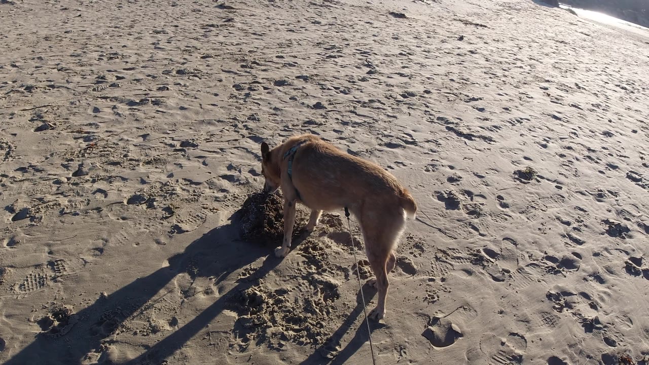 The dog stands over dark beach debris on textured wet sand at Pismo Beach, with its body angled right, the leash trailing down, and no visible people in frame.