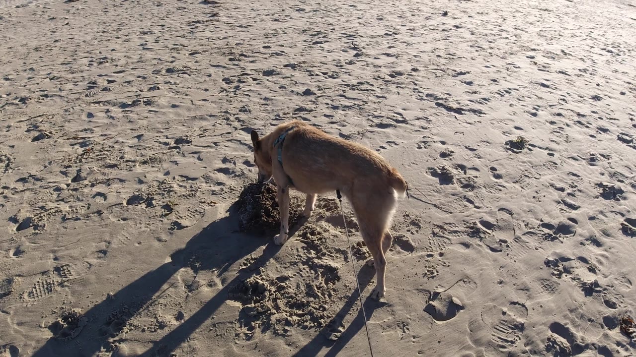 A short-tailed brown dog sniffs a clump on sunlit wet Pismo Beach sand, with strong shadows stretching left and no visible people around it.