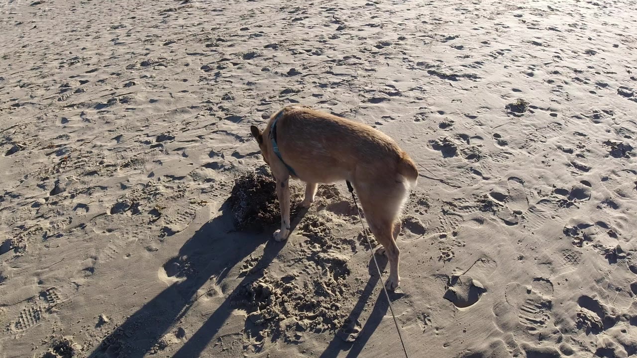 At Pismo Beach, California, the brown dog remains head-down beside a disturbed sand pile, with pale textured sand and a dark dog shadow visible around it, with no visible people.