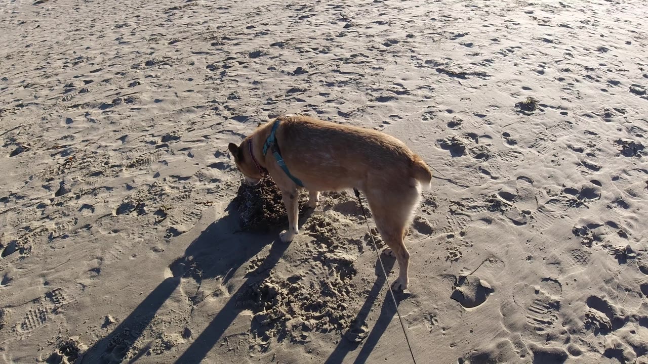 At Pismo Beach, California, the harnessed brown dog faces left while sniffing the sand pile, with scattered footprints and a long shadow cast across the beach, with no visible people.