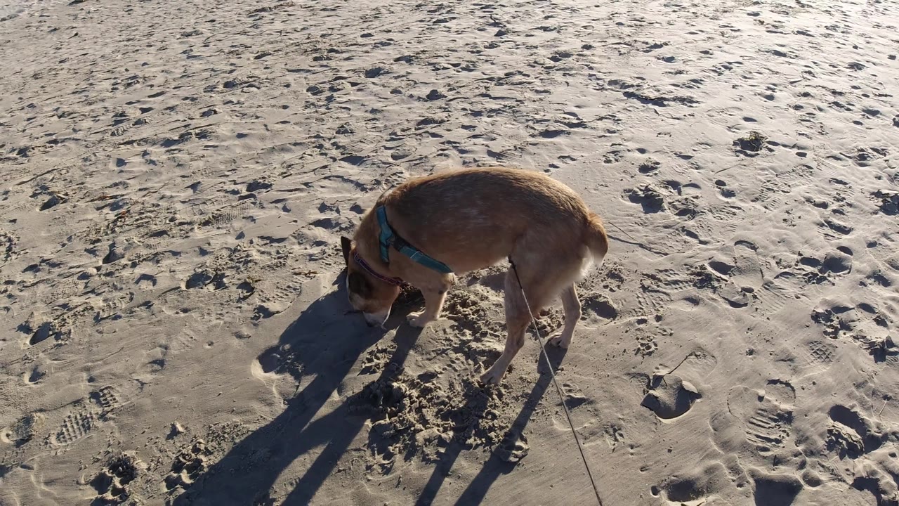 Brown dog investigates sand beside a long shadow