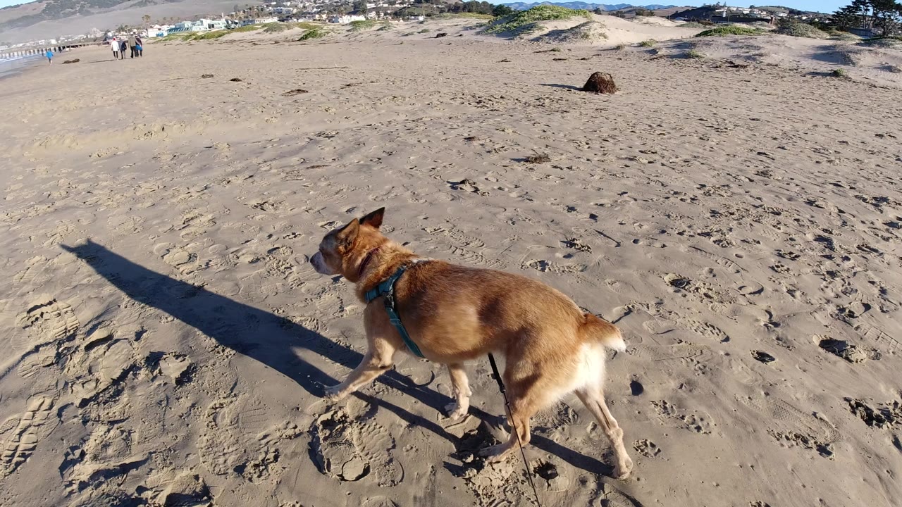 Small brown dog in a blue harness walks across sandy Pismo Beach with a long shadow stretching left and a few distant people near the dunes.