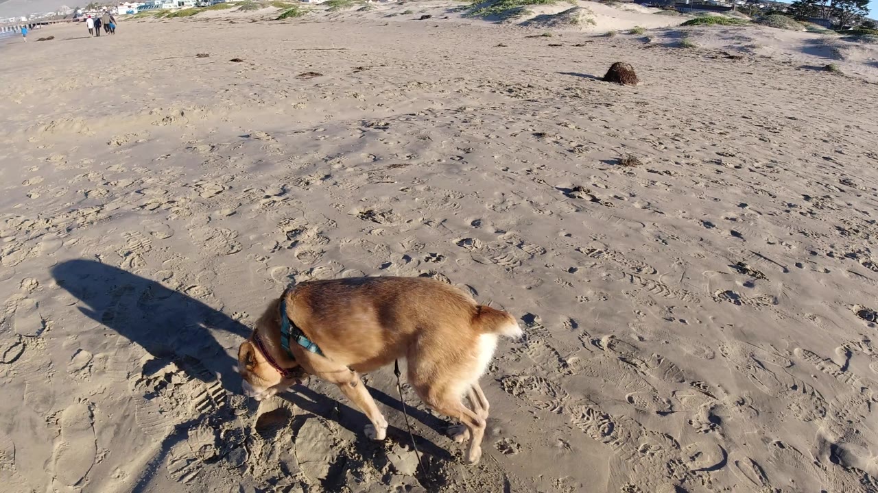 Small brown dog lowers its head toward the sand on Pismo Beach, with a long human-shaped shadow crossing the foreground and open dunes in the distance.