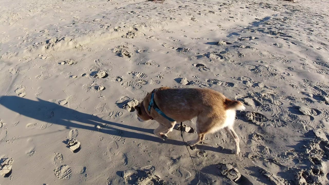 A brown and white leashed dog walks across textured sand at Pismo Beach, California, with a long shadow extending left and no visible people in this opening frame.