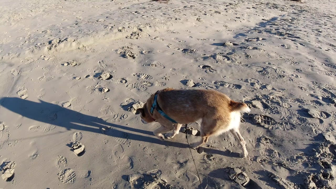 The dog continues across wet, footprint-covered Pismo Beach sand, with the leash trailing downward and its shadow stretching sharply to the left, no visible people in frame.