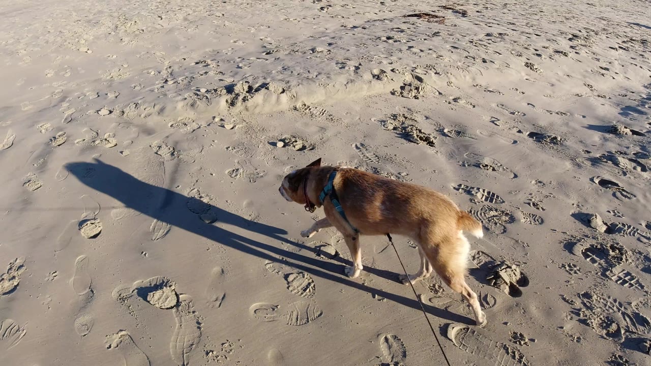 A leashed dog moves toward the right side of the Pismo Beach sand, passing scattered footprints while the low sun casts a tall shadow across the frame, no visible people in this closer view.