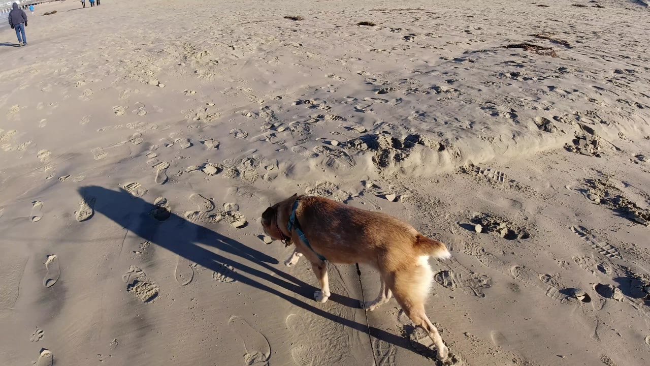 Dog walking across sand with tiny walkers in the distance