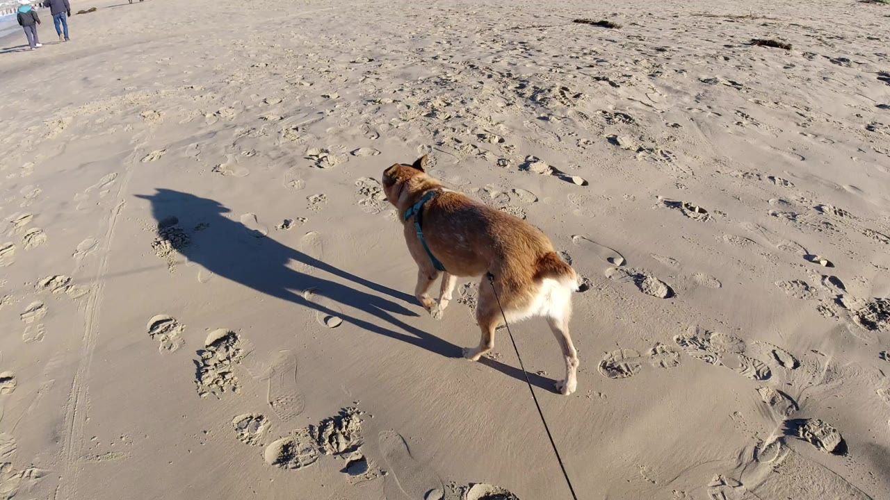 Leashed dog moving forward over beach sand covered with footprints.