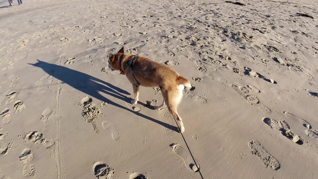 At Pismo Beach, the dog shifts farther right in frame while its long shadow points left across smooth and footprint-marked sand, with no close people visible.