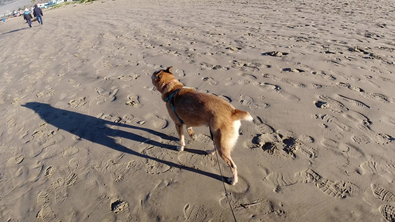 Brown dog in a teal harness walks on leashed foreground sand at Pismo Beach, California, with long shadows and tiny distant beachgoers near the waterline.