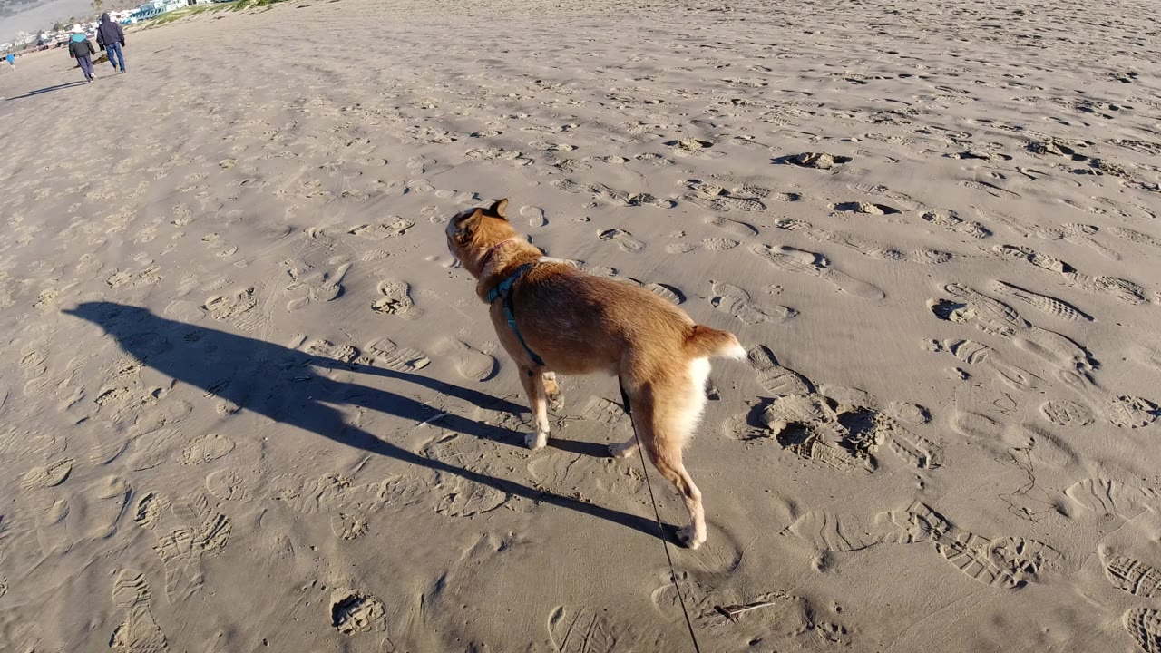 The leashed dog continues ahead across Pismo Beach sand, with its shadow stretching left and small distant figures visible near the upper edge of the frame.