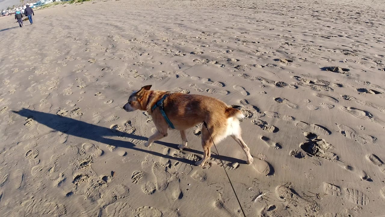 A brown leashed dog turns slightly right across the open Pismo Beach sand, with low-angle sunlight casting a long shadow and no close people in the foreground.