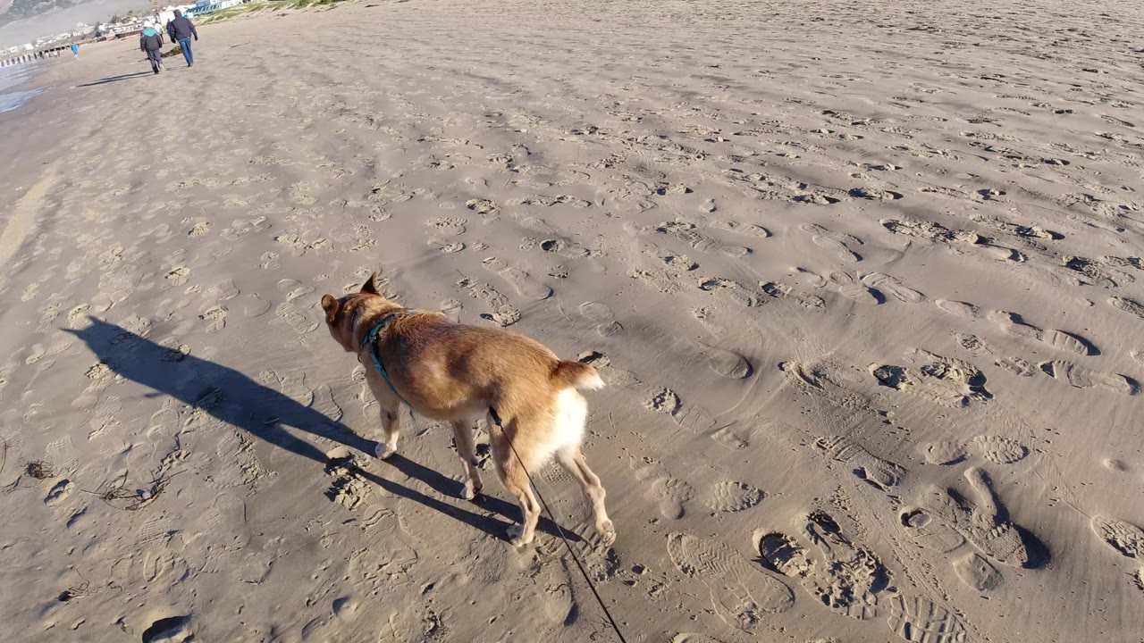 Brown dog on leash near the lower frame edge on a sandy beach.