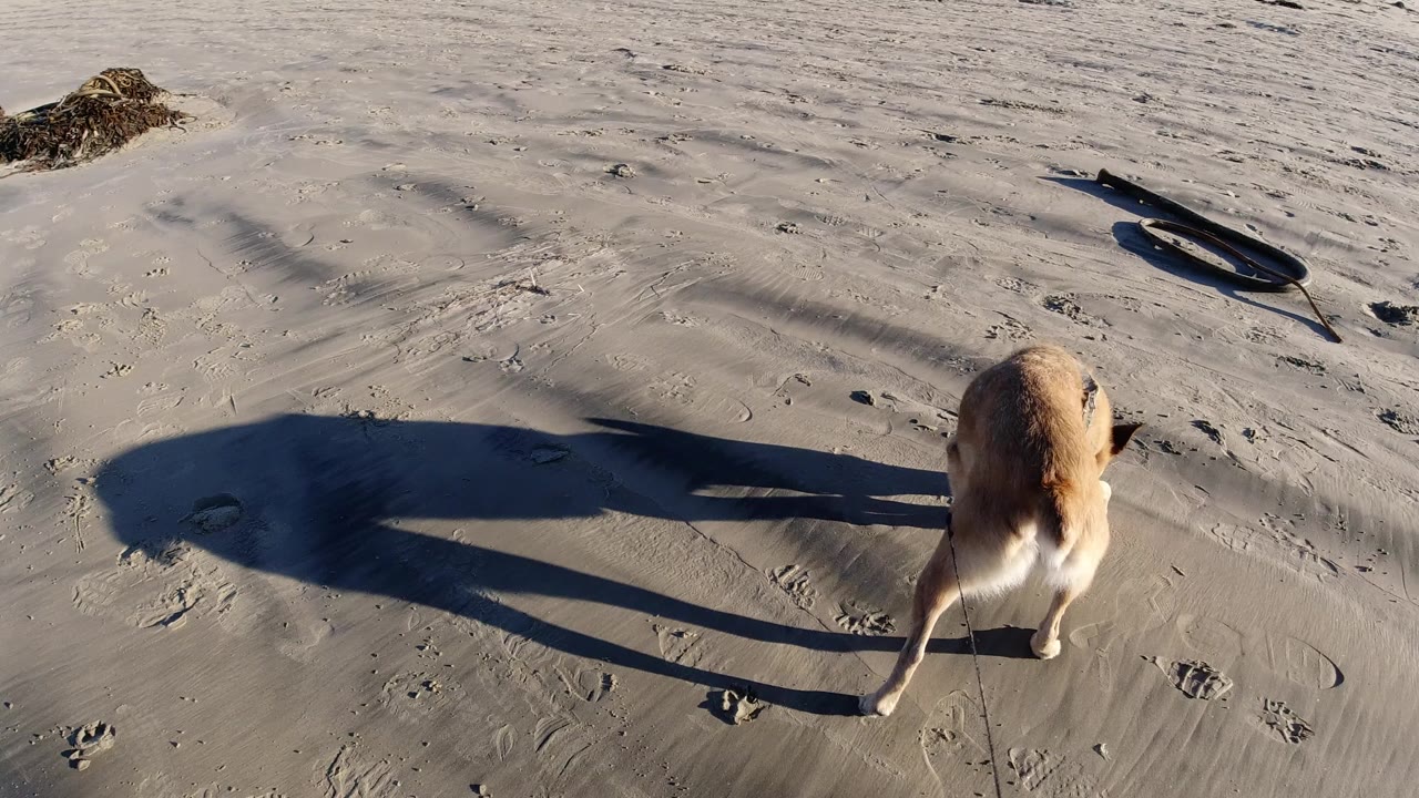 Tan dog walking on wet sand with a long shadow.