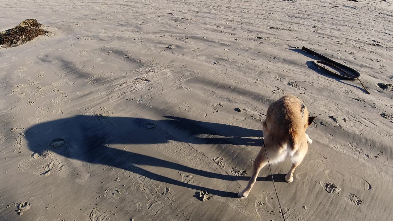 The dog continues across rippled wet sand in Pismo Beach, with its leash trailing out of frame and no visible people.