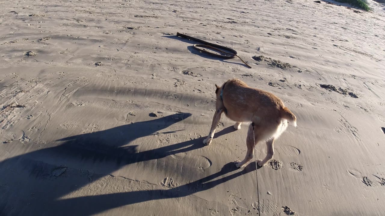 A tan dog moves toward the right side of the sandy Pismo Beach frame, with scattered footprints, kelp, and no visible people.