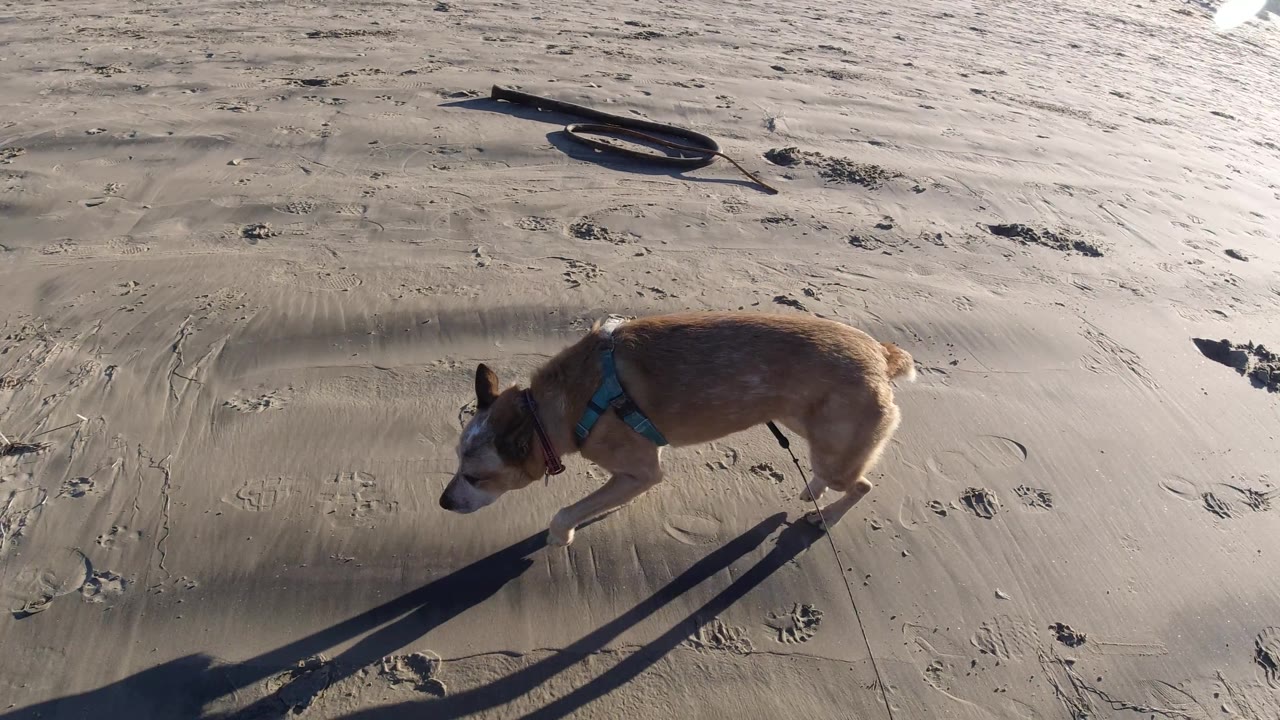A side view shows the harnessed dog walking left across sunlit Pismo Beach sand, with long shadows and no visible people.