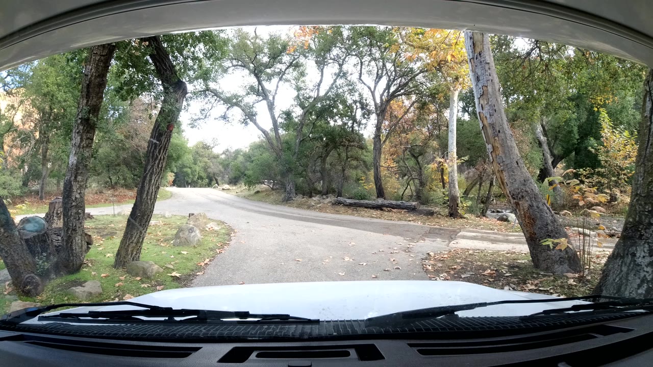 Car hood foreground facing a tree-lined bend