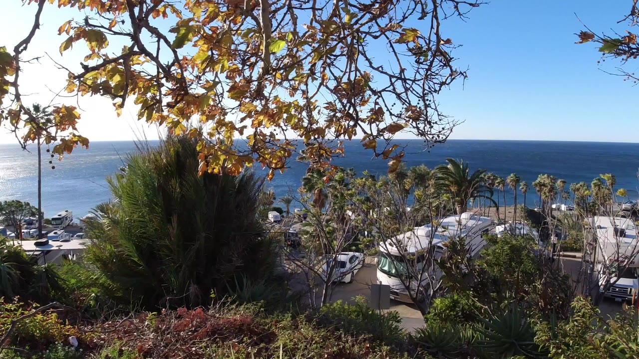 Sunlit ocean and beachside road partly hidden by foreground trees.