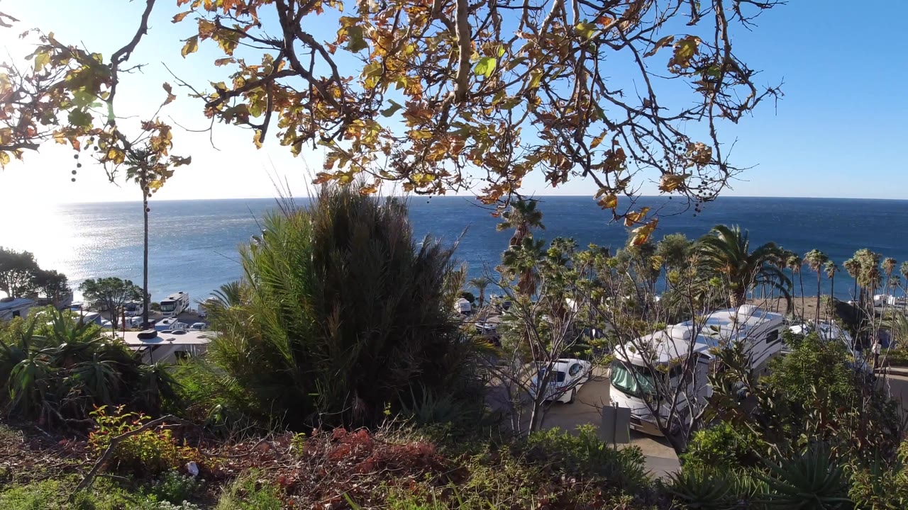 Malibu ocean view with strong sun reflection on the water, golden leaves overhead, palms near the road, and shrubs in the foreground, with no visible people.