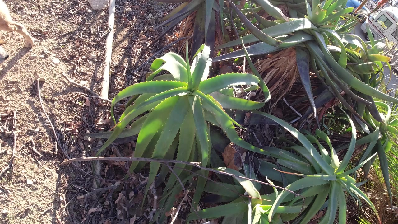 Brown dog partly visible near succulents and dirt.