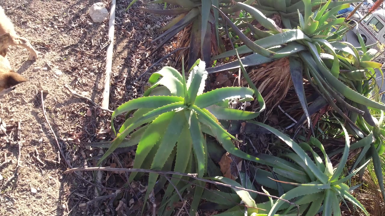 The brown dog moves along the dirt beside aloe-like plants and small palms in Malibu, California, with no visible people.