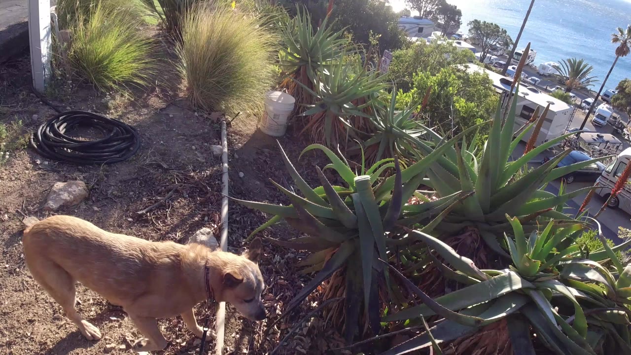 In Malibu, California, a tan dog stands in the foreground beside succulents and dry soil while parked vehicles, palms, and the bright ocean sit below in the background.