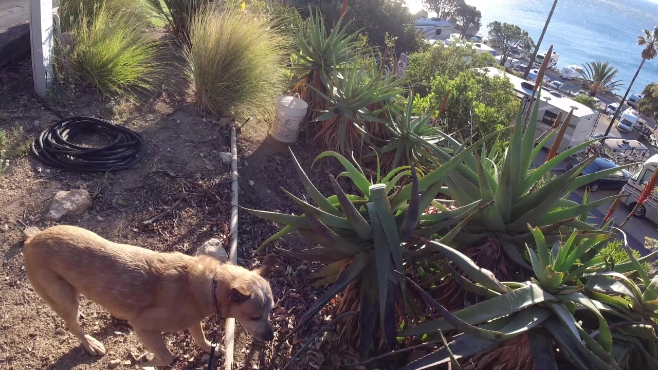 Dog near garden plants with ocean and parked vehicles below.