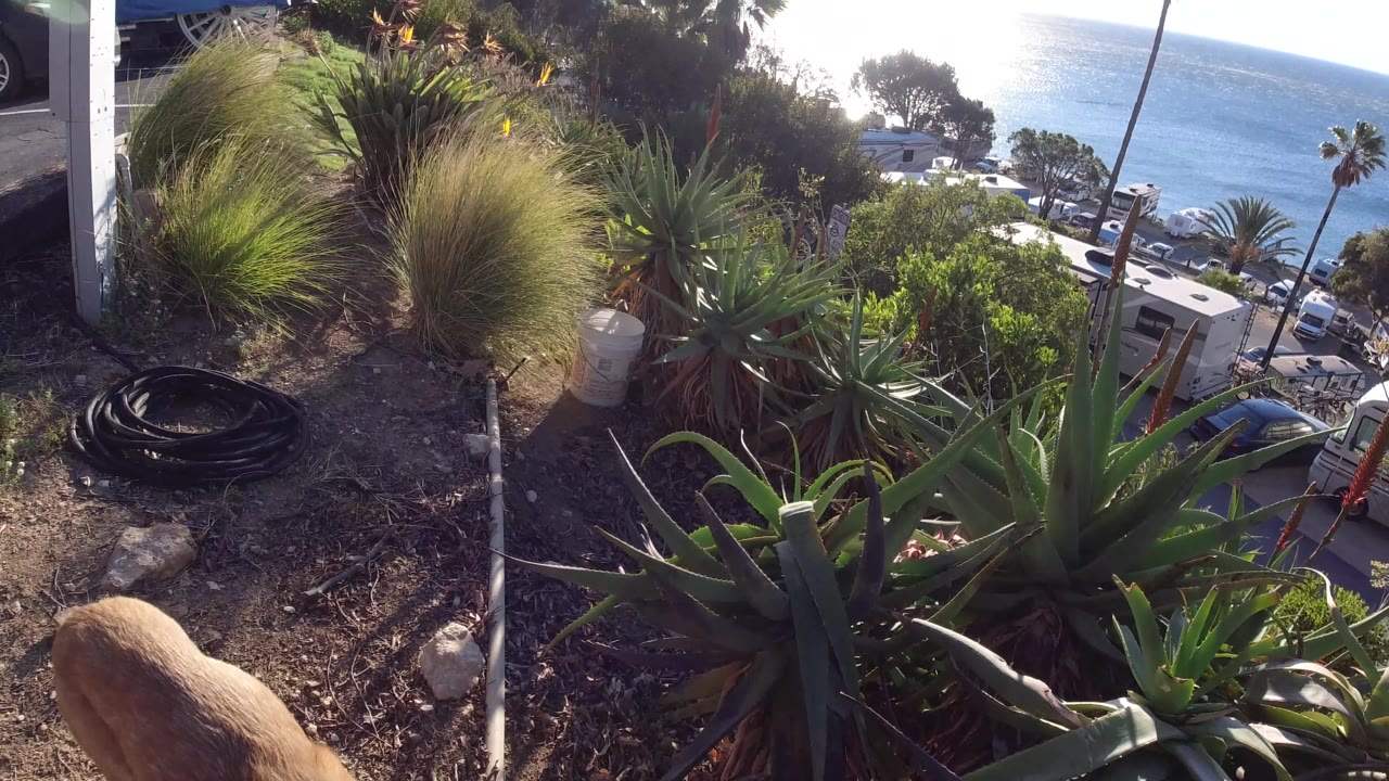 In Malibu, California, the dog is partly cropped at the bottom while spiky succulents and grasses fill the slope, with cars, palms, and a bright ocean background.