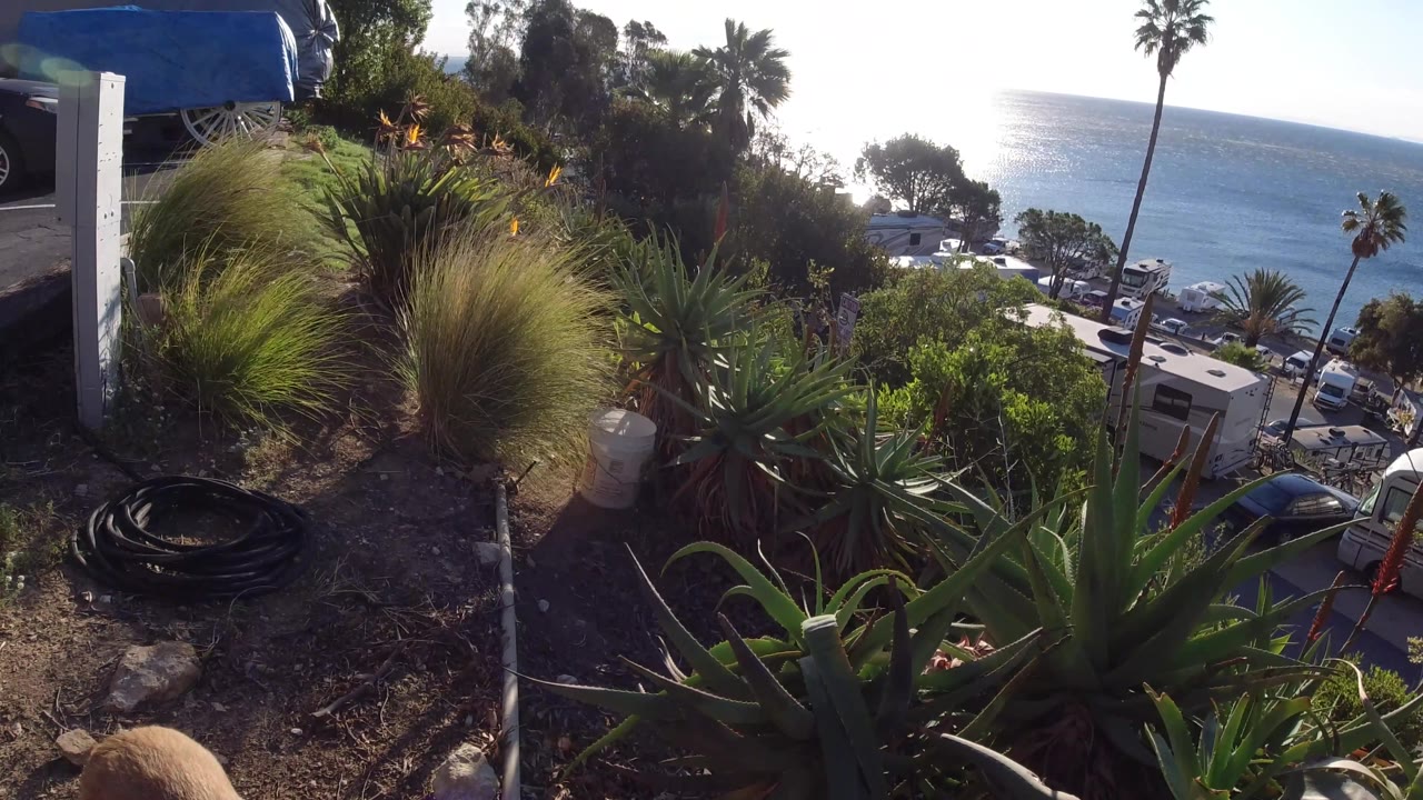 Hillside plants and ocean view with the dog mostly out of frame.