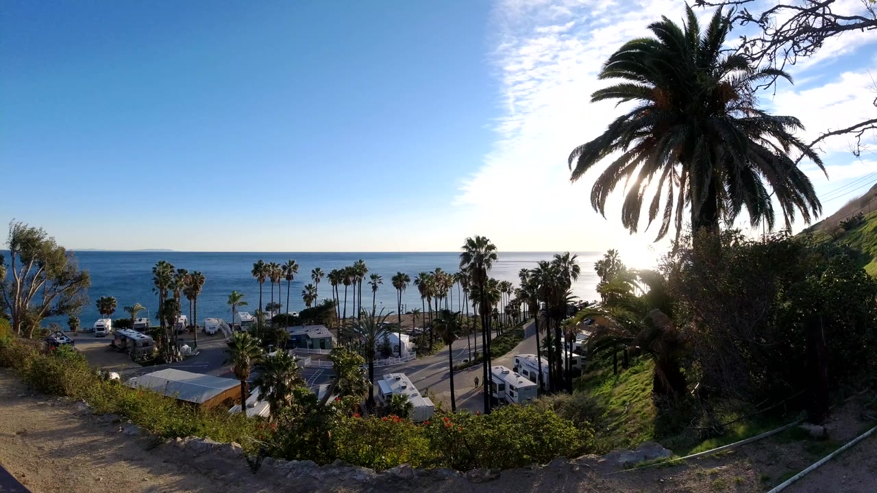 Malibu coastal frame with the ocean horizon centered behind a row of palms, parked vehicles, small buildings, foreground brush, and no recognizable people visible.