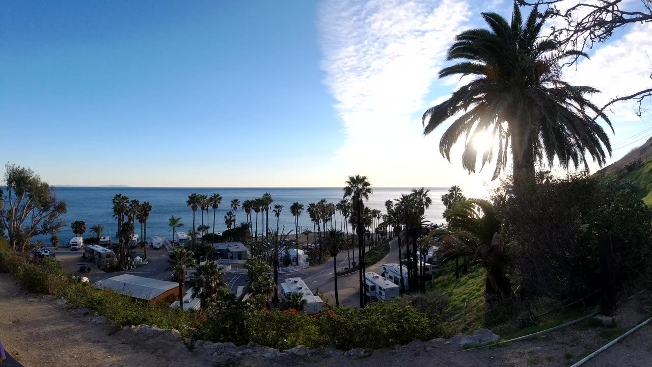 Wide ocean view with rows of palm trees and sun glare through a foreground palm.