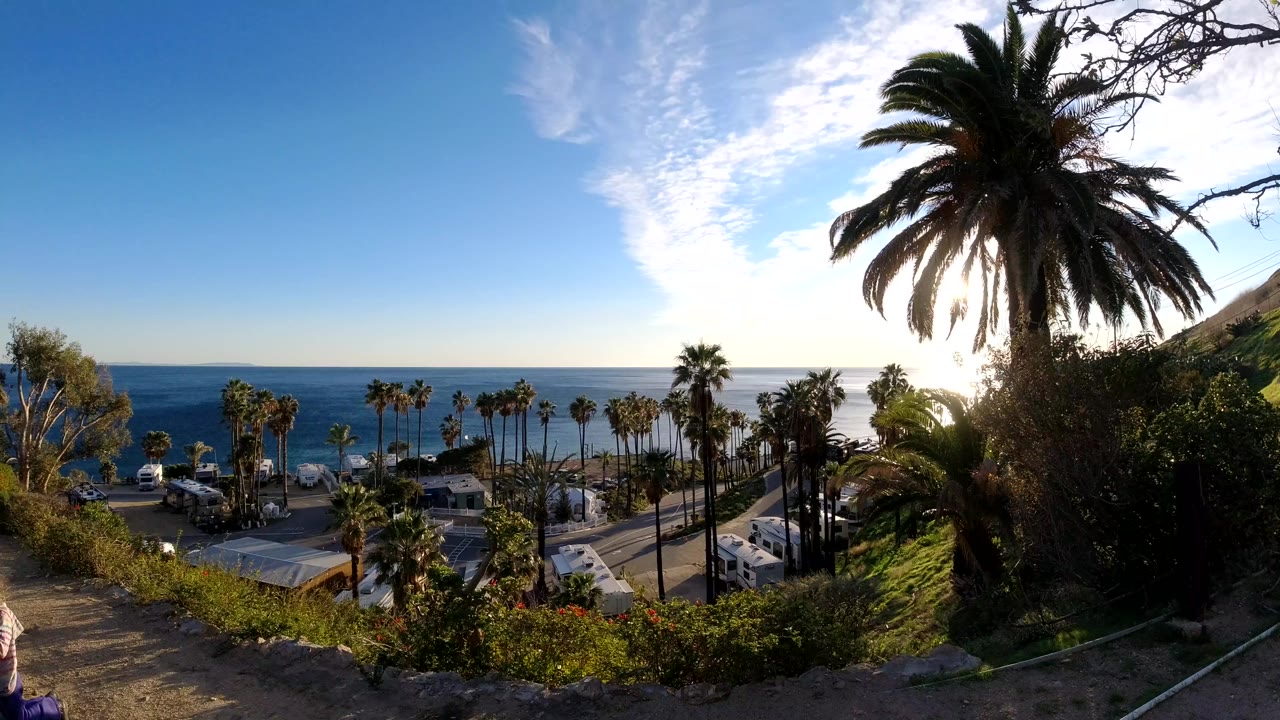 Coastal palm trees and road seen from a hillside overlook.