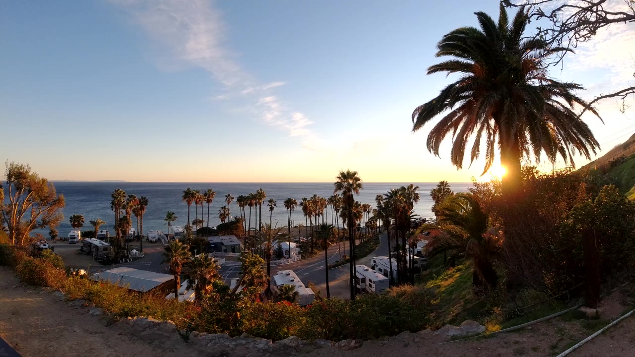 Sun flares through a large palm above a coastal road and ocean.