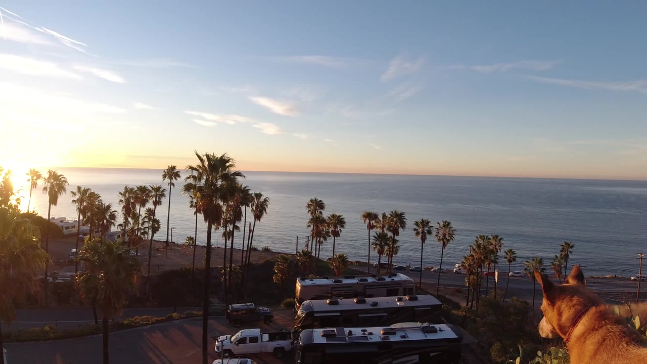 Brown dog partly visible in foreground overlooking palm trees, road, and ocean.