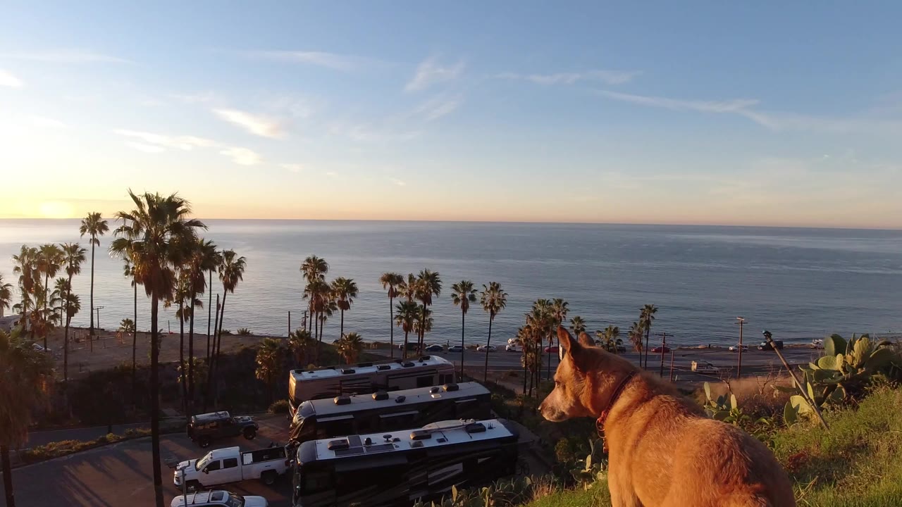 The dog faces left toward a Malibu coastal road with white and dark vehicles below, tall palm trees, blue ocean, orange horizon light, and no visible people.