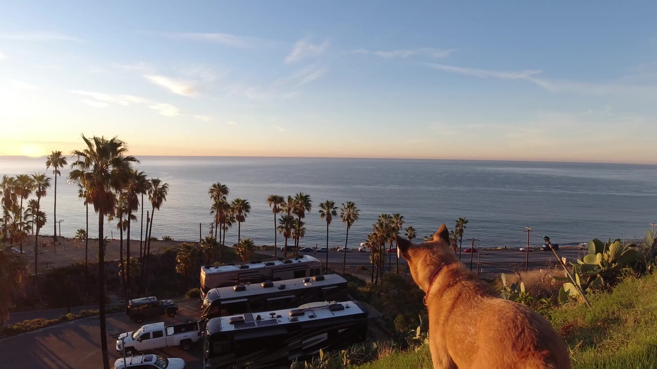 From behind the dog, the Malibu view opens across foreground grass, roadside vehicles, a row of palms, the calm ocean surface, sunset color, and no visible people.