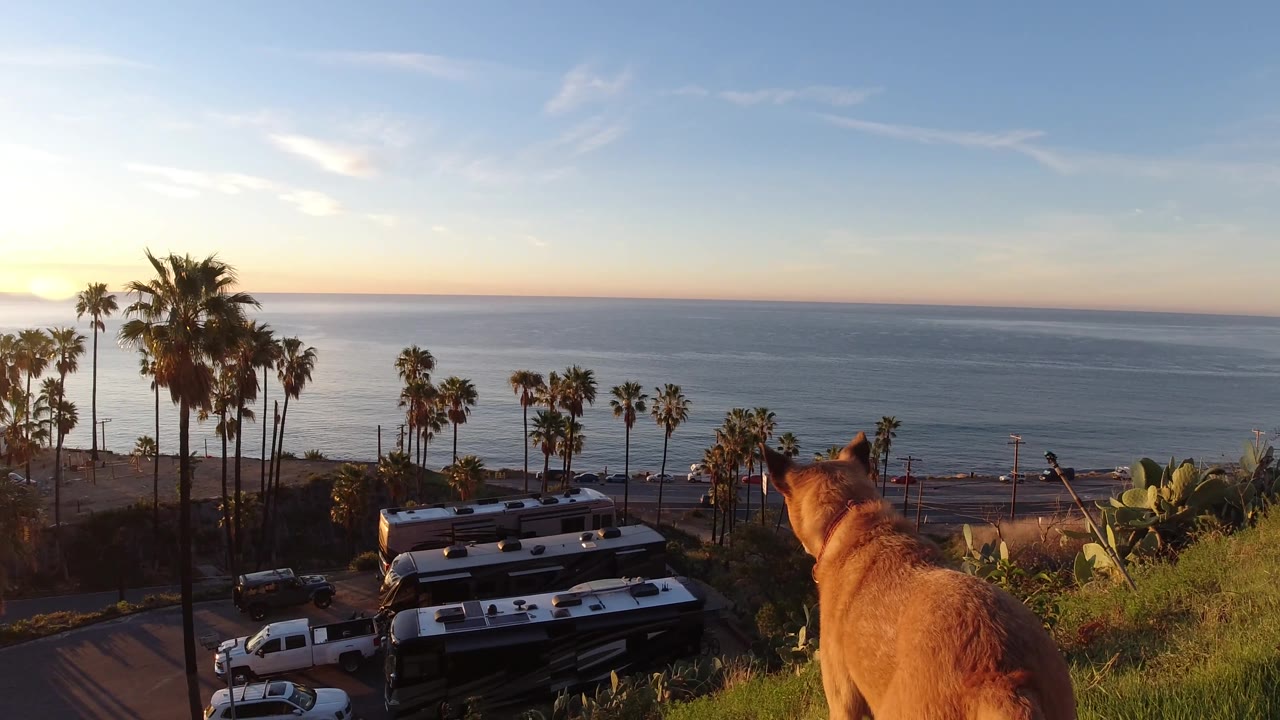 Dog on grassy slope above a coastal road with palm trees and ocean.